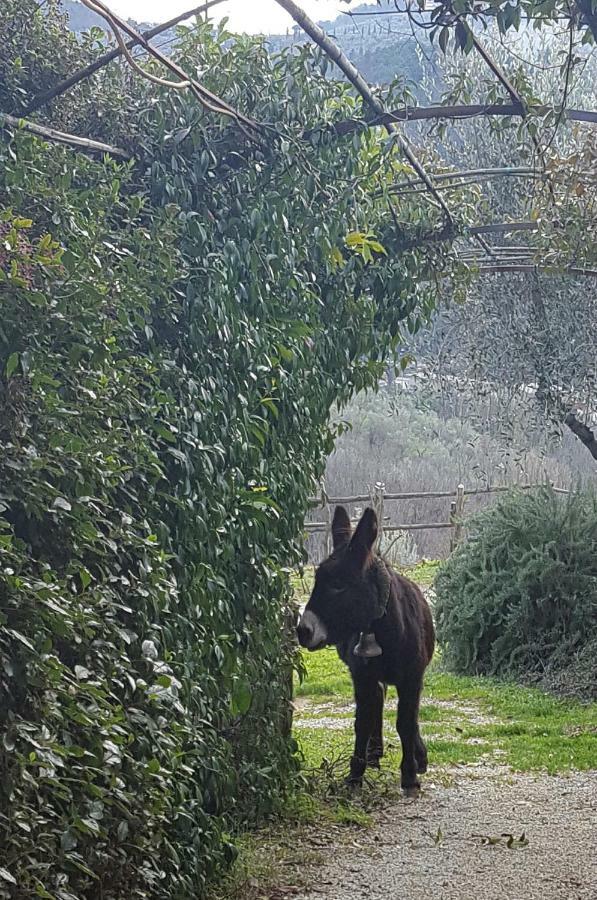 Il Pillone Casa rural *